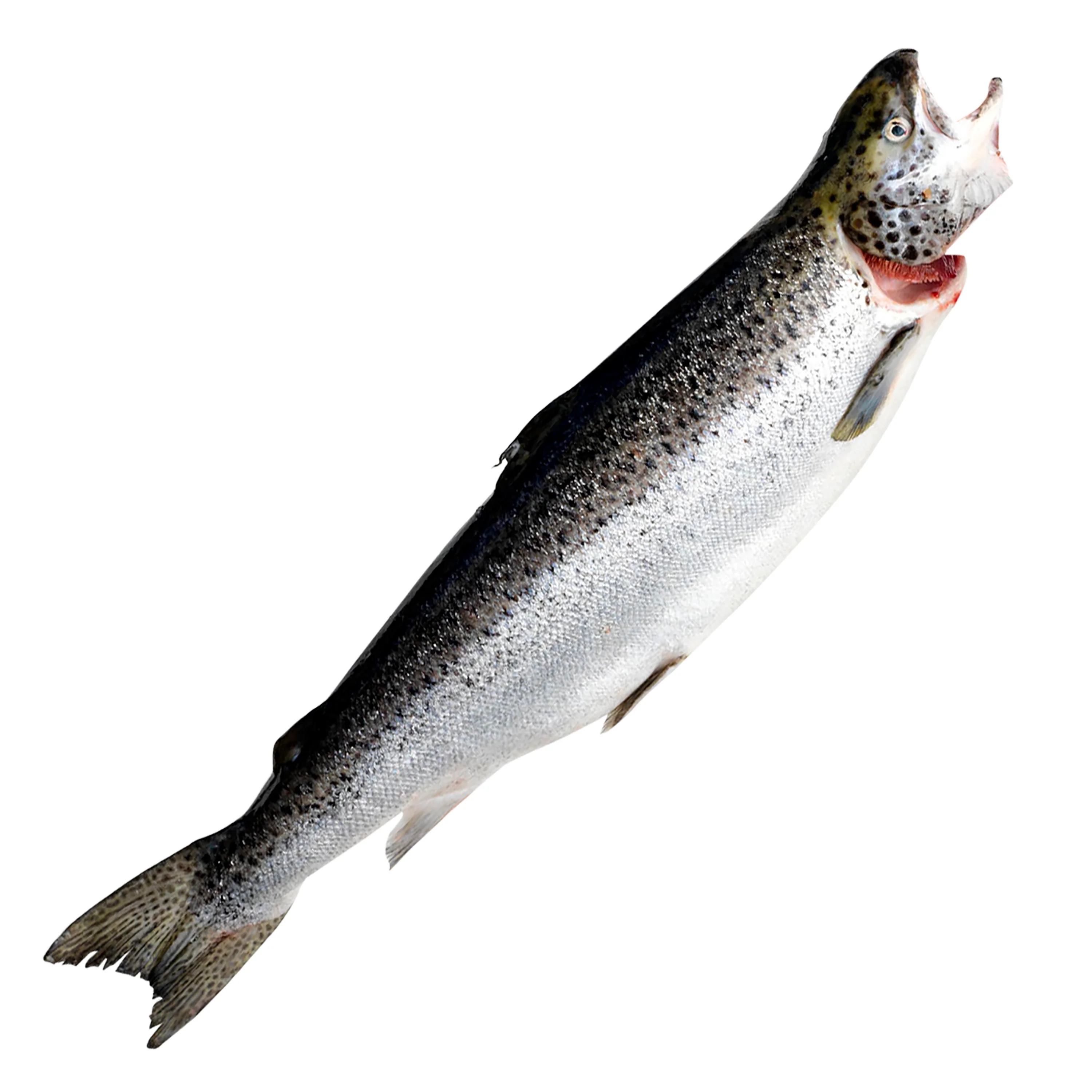 Fish in the Family Whole Tasmanian Salmon Scaled Gutted min 3.5kg